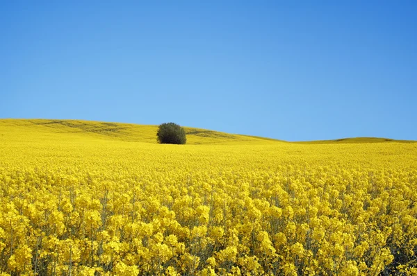 Желтое поле с рапсом маслосемян ранней весной — стоковое фото