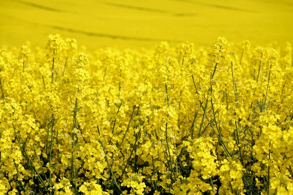 Sárga mező olajrepcével kora tavasszal — Stock Fotó