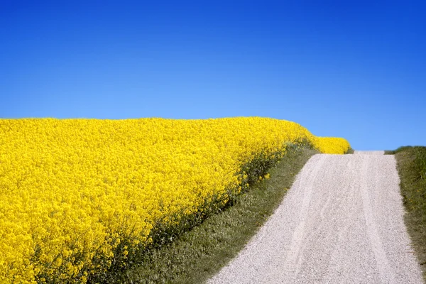 Kuning lapangan dengan biji minyak pemerkosaan di awal musim semi — Stok Foto