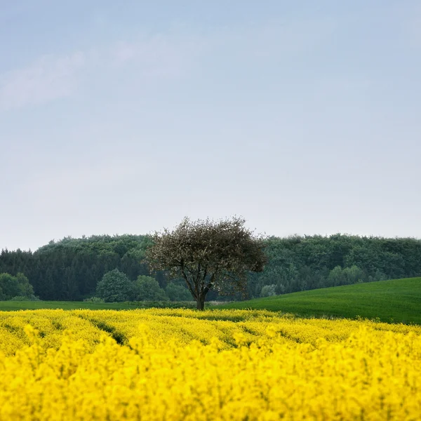Žluté pole s řepkou olejnou na jaře — Stock fotografie