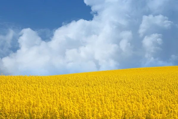 早春に油種レイプと黄色のフィールド — ストック写真
