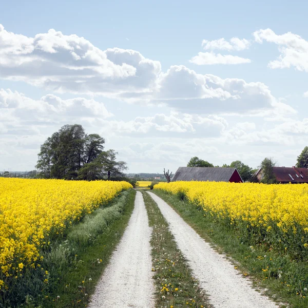 Κίτρινο χωράφι με ελαιοκράμβη στις αρχές της άνοιξης — Φωτογραφία Αρχείου