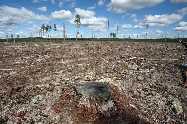 Destrucción de bosques tala de bosques naturales, norte de Suecia —  Fotos de Stock