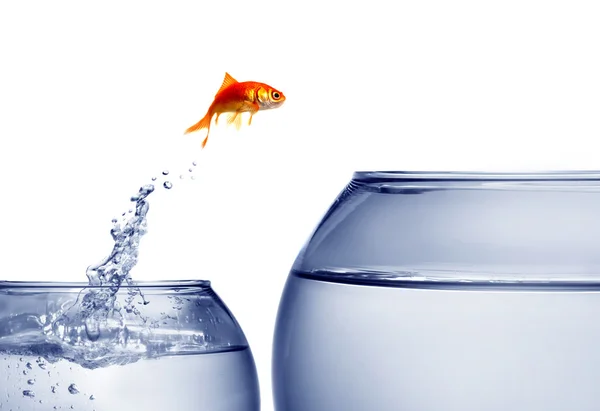 Goldfish jumping out of the water Royalty Free Stock Photos
