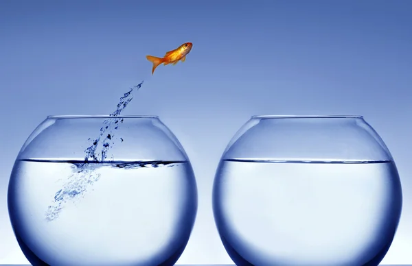Goldfish jumping out of the water Stock Photo