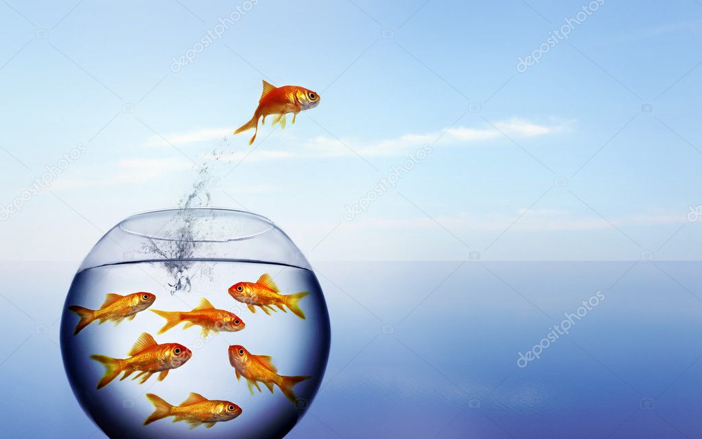 Goldfish jumping out of the water from a crowded bowl