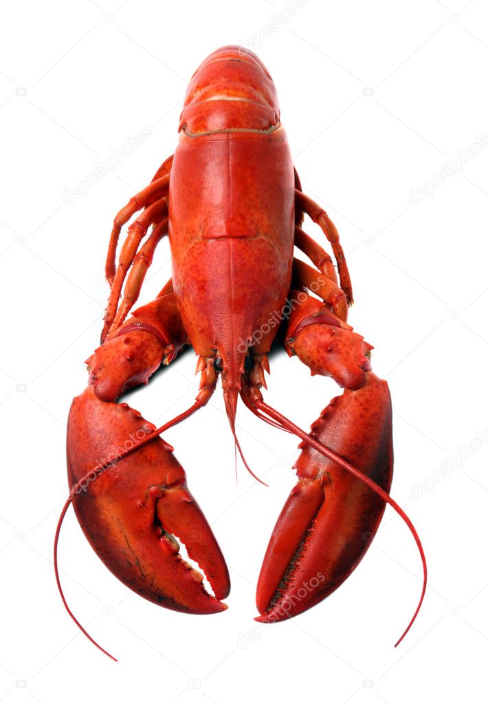 Whole red lobster isolated on white background