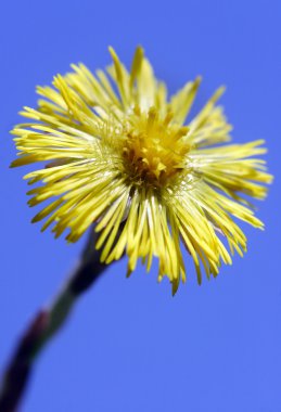 Coltsfoot