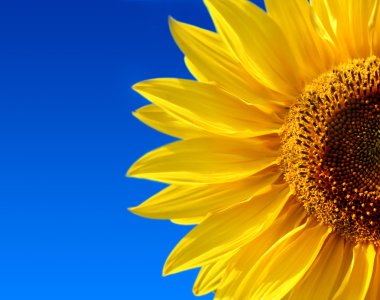 Yellow sunflower clipart