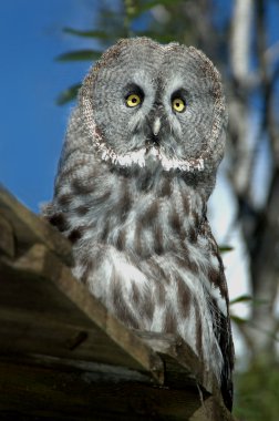 Portrait of a great Owl clipart