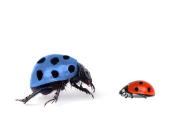 Two bugs on white clipart