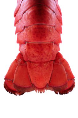 Lobster Tail - Backlit clipart