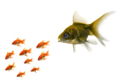 Gold fish standing out from the crowd clipart