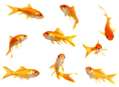 Group of goldfishes clipart