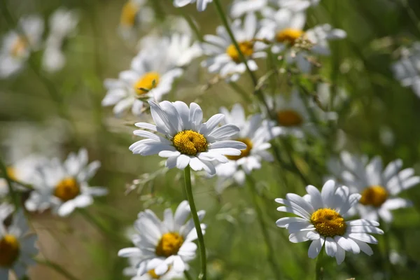 A lot of of daisies on a summer field — Stock Photo, Image