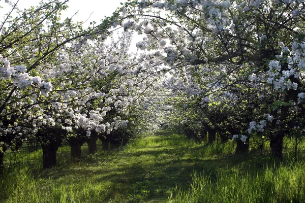Грейсс-лейн и яблони в цветении — стоковое фото