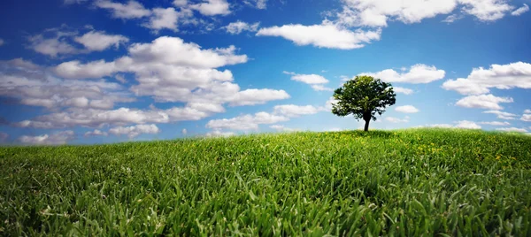 Eenzame boom op groen geplaatst — Stockfoto