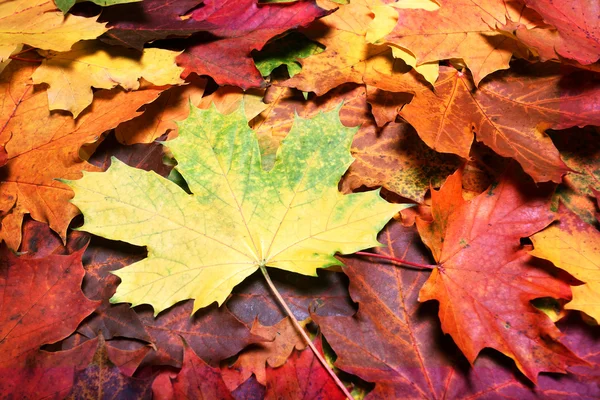 Bladen på hösten — Stockfoto