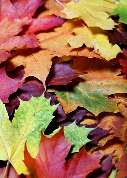 Leaves of autumn — Stock Photo, Image
