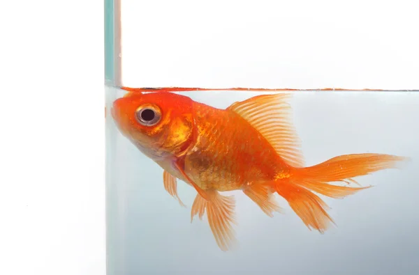 Золотая рыбка хочет больше места — стоковое фото