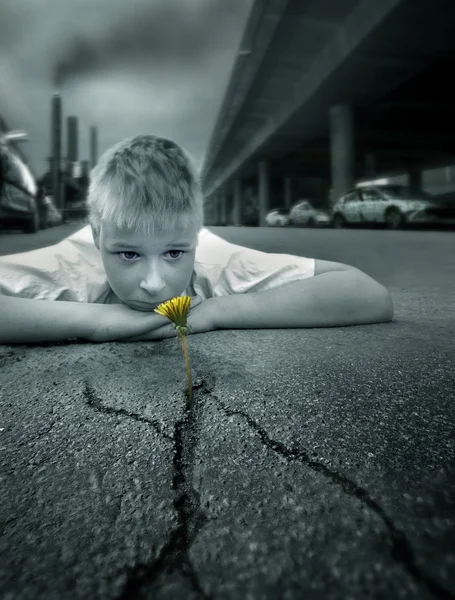 Boy and a flower — Stock Photo, Image