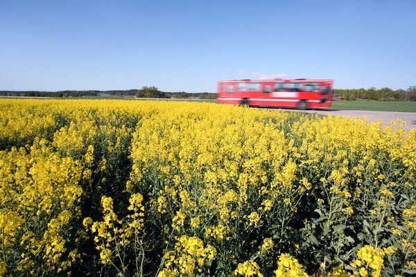 Bus en oliehoudende zaden — Stockfoto