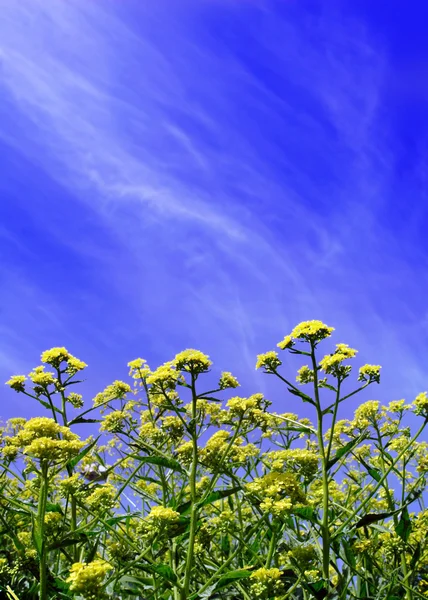 鲜花、 云层和蓝蓝的天空 — 图库照片