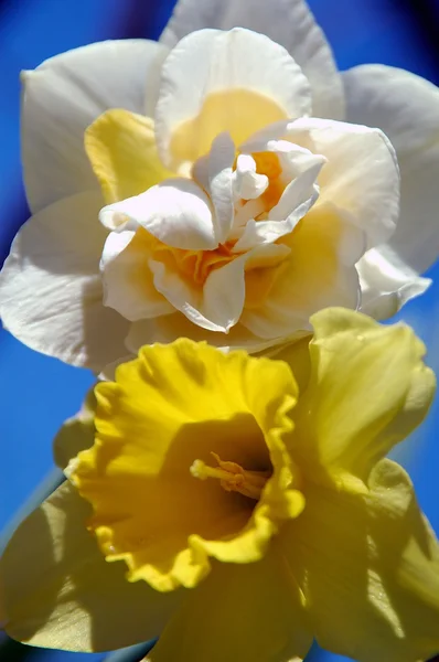 Narcisse jaune — Photo