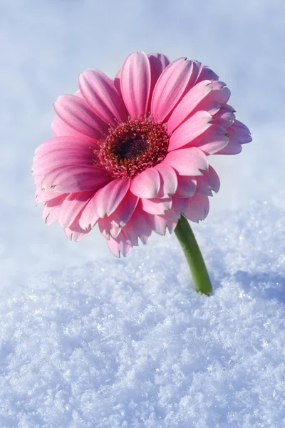 Bilden av gerbera i snö — Stockfoto