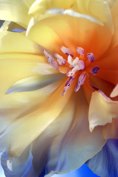 Tulip — стокове фото