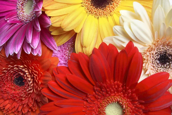 Ζωηρόχρωμο λουλούδι closeup — Φωτογραφία Αρχείου