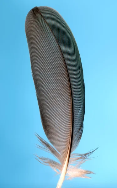 Single black feather — Stock Photo, Image