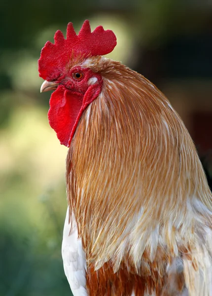 stock image Rooster