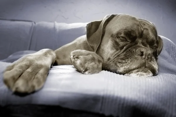 Cão cansado — Fotografia de Stock