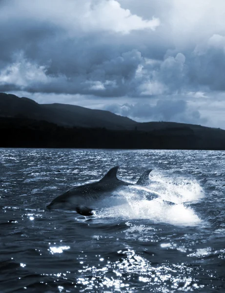 Delfine springen aus dem Wasser ins Meer — Stockfoto