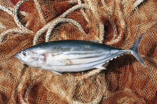 Tuńczyk w porcie — Zdjęcie stockowe