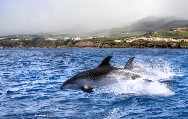 Přejít na delfín — Stock fotografie