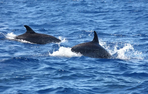 Delfine springen aus dem Wasser ins Meer — Stockfoto