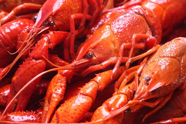 红螯虾 — 图库照片
