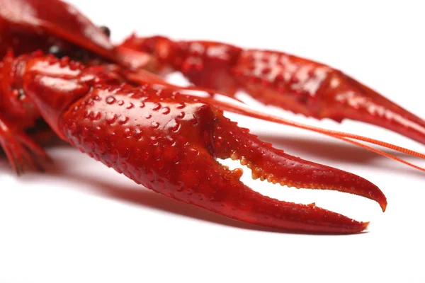 Cangrejo rojo sobre fondo blanco —  Fotos de Stock
