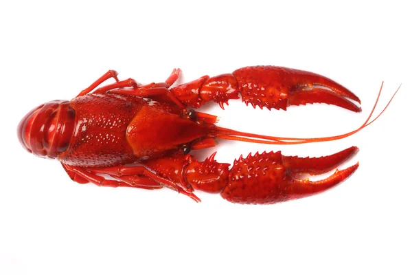 白色背景下的红色小龙虾 — 图库照片