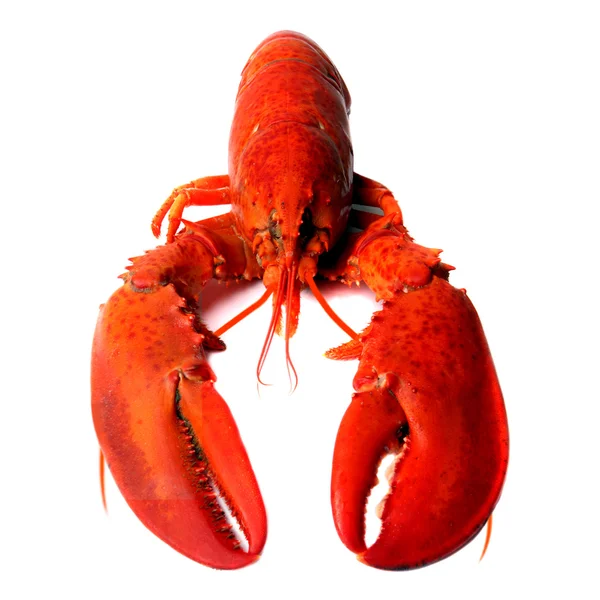 红龙虾 — 图库照片