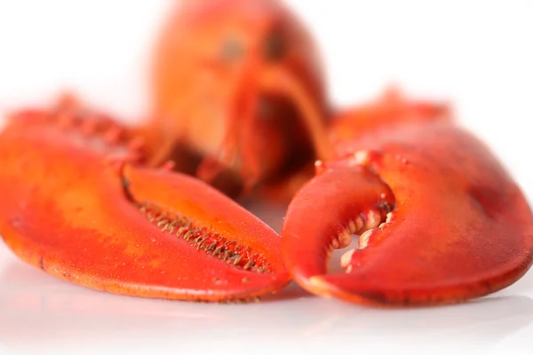 Vörös homár elszigetelt fehér háttér — Stock Fotó