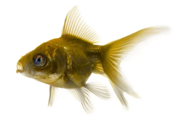 못생긴 물고기 — 스톡 사진