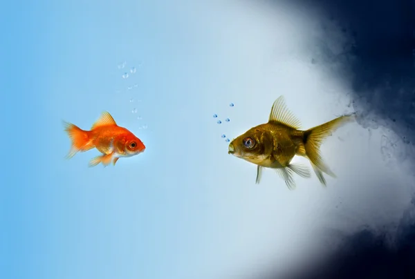Две золотые рыбки в загрязненной зоне — стоковое фото