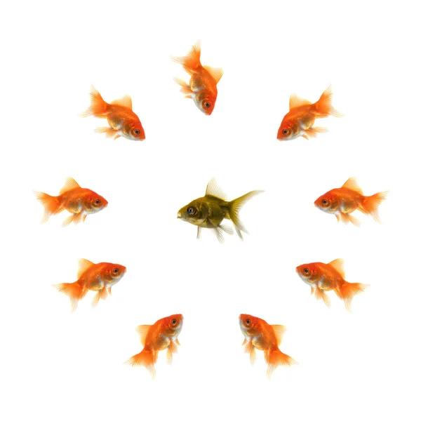 Guldfisk i en cirkel och en ful fisk i mitten — Stockfoto