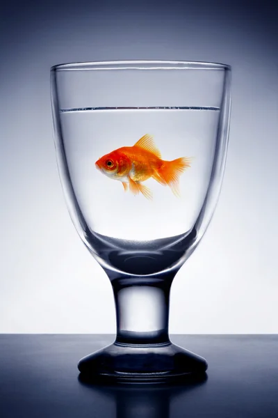 Guldfisk i glas rent vatten — Stockfoto