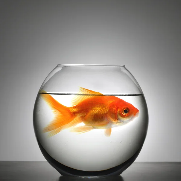 Vissen in kleine kom — Stockfoto