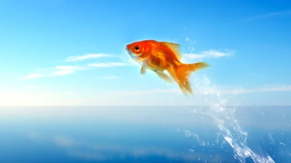 Zlatá rybka vyskakuje z vody — Stock fotografie