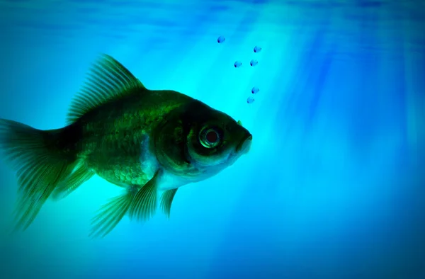 Peixe sozinho na água escura — Fotografia de Stock